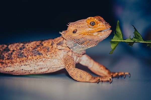 What's the Correct Method for Introducing a New Bearded Dragon to Your Home?