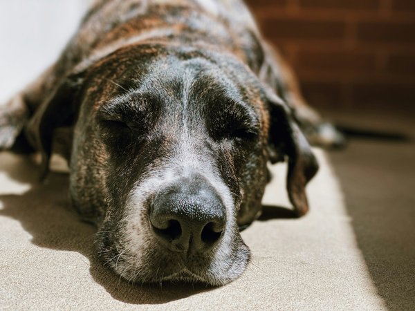 How Can You Help an Aging Dog with Cognitive Dysfunction Syndrome?
