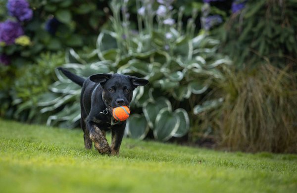 How to Effectively Manage a Pet's Hyperactivity Without Medication?
