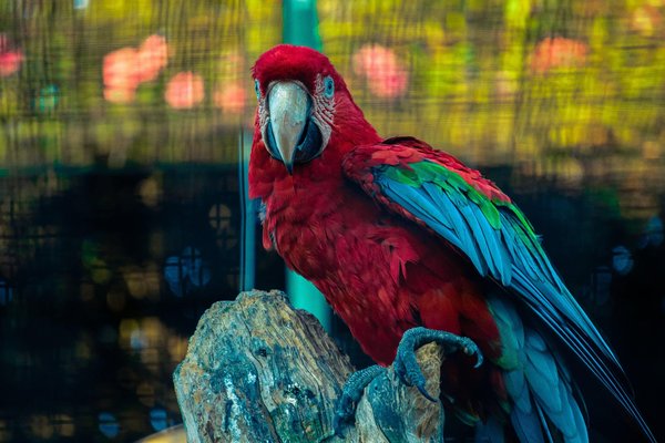 How to Choose the Right Type of Humidifier for Pet Birds' Health and Comfort?