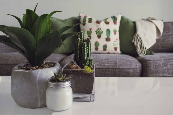 What Are the Best Indoor Plants for Enhancing Focus and Productivity?
